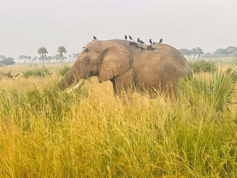 Uganda: 1-Day Murchison Falls Park Safari with Boat cruise - Key highlights at a glance