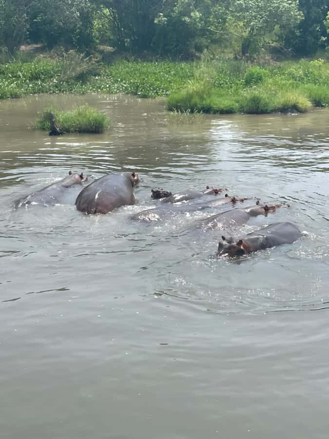 Uganda: 1-Day Murchison Falls Park Safari with Boat cruise - Sunrise Van Ride to Murchison Falls National Park
