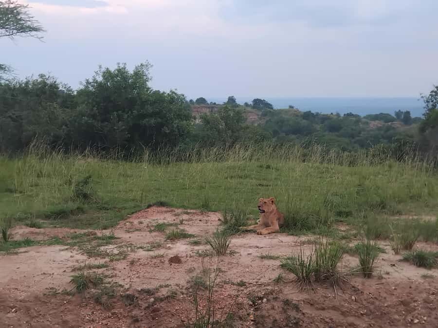 Uganda: 1-Day Murchison Falls Park Safari with Boat cruise - Lunch and Timing: How They Keep the Day from Falling Apart