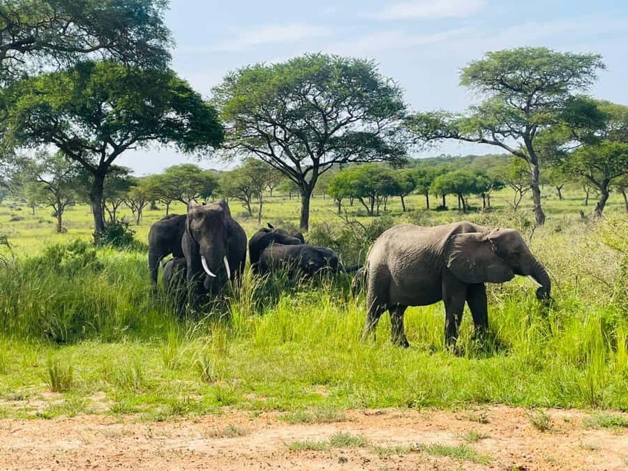 Uganda: 1-Day Murchison Falls Park Safari with Boat cruise - What You Really Get for $480 Per Person