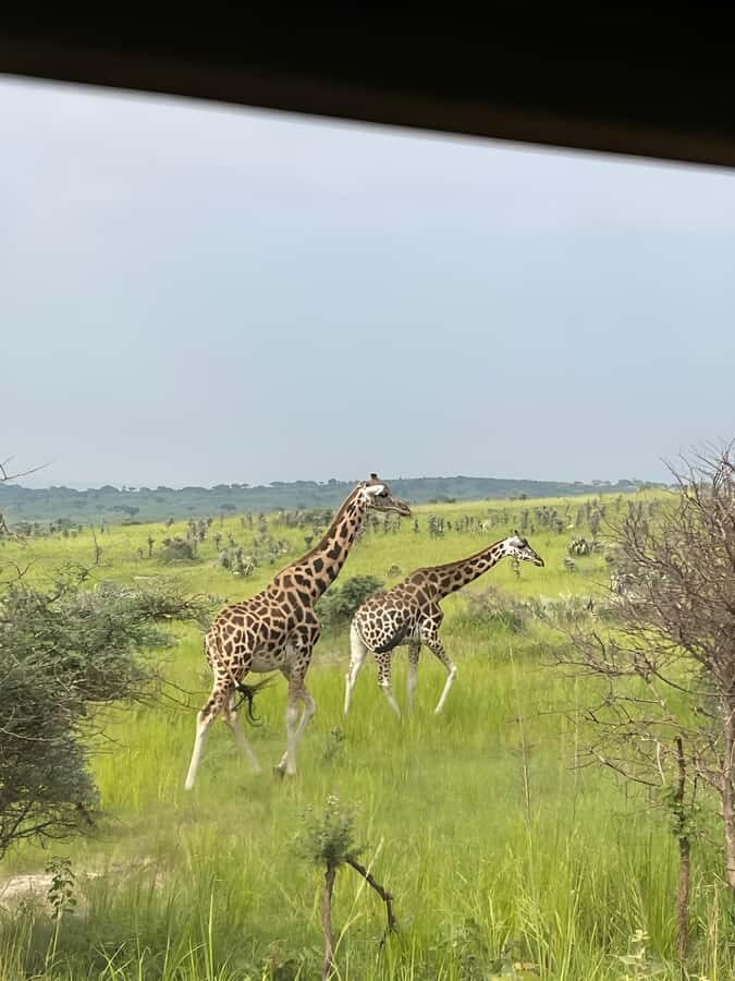 Uganda: 1-Day Murchison Falls Park Safari with Boat cruise - Logistics That Matter: Pickup Points, Group Style, and Road Time