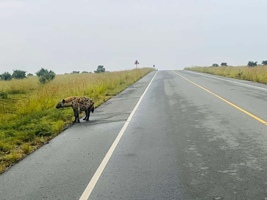 Uganda: 1-Day Murchison Falls Park Safari with Boat cruise - Should You Book It?