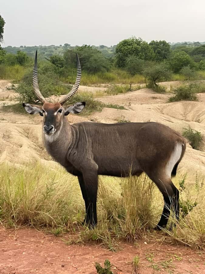 Uganda: 1-Day Murchison Falls Park Safari with Boat cruise - The 3-Hour Game Drive: Where Wildlife Actually Shows Up