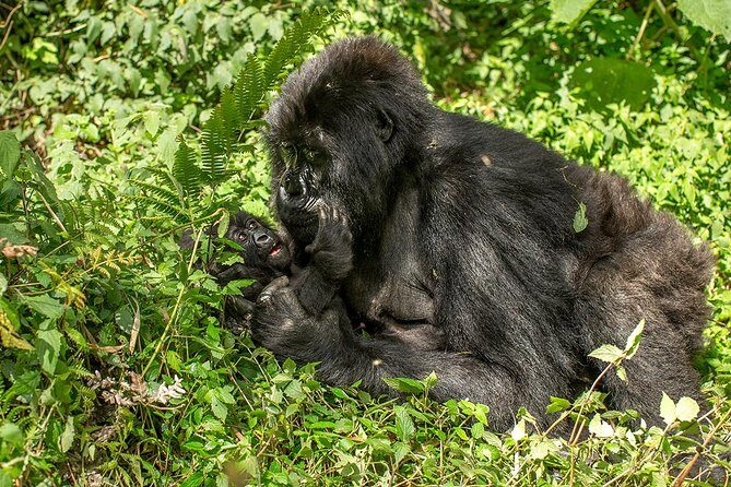 Uganda 4 days Gorilla Trekking - Professional Guidance and “Integrity-Based” Service in Plain Terms