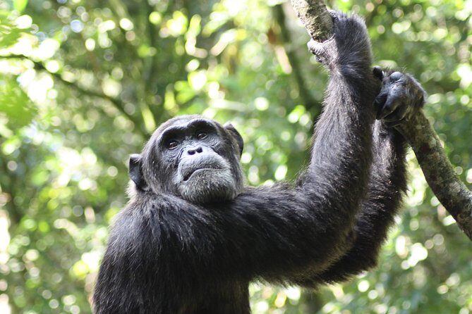 Uganda Wildlife Holiday - 8 Days - Day 4: Caves, crater lakes, and Tooro Kingdom on the way to Queen Elizabeth