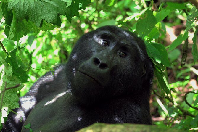 Uganda Wildlife Holiday - 8 Days - Day 1: Entebbe pickup and an easy first night